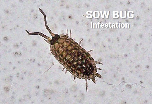 sow bug infestation edmonton